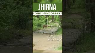 JHIRNA ZONE | Jim Corbett | Deer Safari