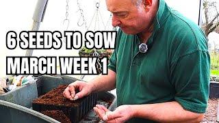 6 Seeds to Sow in March (Week1) for a Thriving Garden