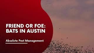 Friend or Foe: Bats in Austin | Absolute Pest Management | Austin, Texas