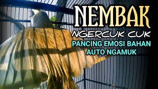 TRUCUKAN GACOR NEMBAK NGERCUK CUK || pancingan, masteran terbaik untuk trucuk dan burung lainya