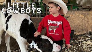 Little Cowboys Get to know Their NEW cows! KIDS ON FARM/CATTLE/TRACTOR STORE/TOYS/ANIMALS/LEARNING