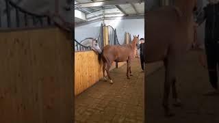 Horses Mating | #shorts #horse #tiktok