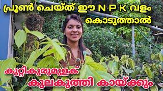 പ്രൂൺ ചെയ്ത് ഈ N P K വളം കൊടുത്താൽ കുറ്റികുരുമുളക് കുലകുത്തി കായ്ക്കും  | Bush Pepper |