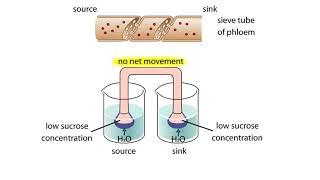 Pressure Flow Model Animation