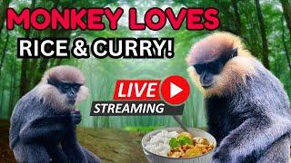 Live: Monkey Enjoys Rice & Curry Feast!  | Funny Animal Moments | Jungle Live Stream #Wildlife