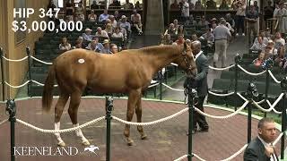 Hip 347, Curlin - Cavorting sells for $5 million at 2024 Keeneland September