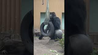 Tire and silverback Momtaro タイヤとゴリラのモモタロウ #momotarofamily #gorilla #momotaro #モモタロウ家族 #京都市動物園 #ゴリラ