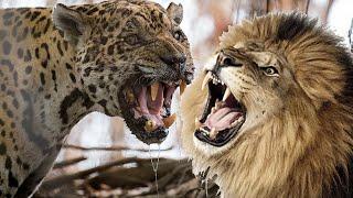 Ягуар против льва!  Кто сильнее лев или ягуар?