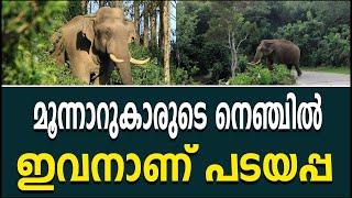 മൂന്നാറുകാരുടെ നെഞ്ചിൽ ഇവനാണ് പടയപ്പ  | Story of Padayappa Wild Elephant | Munnar | Kalakaumudi