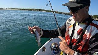 Chasing the 1 meter Flathead using big livebait Lake mac comp 2024