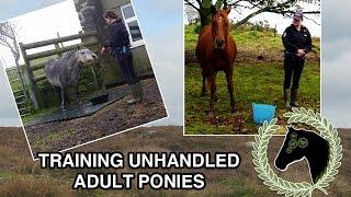 Training 25years old unhandled fearful mare at liberty | Hill pony resources