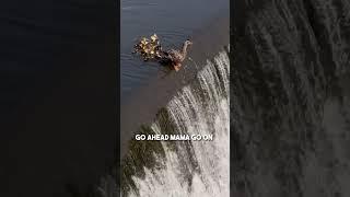 This duckling fell down a waterfall so its mom did this ️