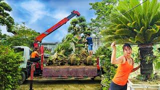 Tran Dieu Linh is lost in bonsai paradise - Control cranes to move bonsai trees. Daily Life