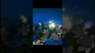 Samsung D410 Startup and Shutdown Animation Sound (Night and Sunset Flowers)