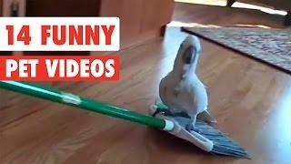 14 Funny Pets | Awesome Pet Video Compilation 2017