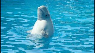 white dolphin meditation with Jackie Dennison