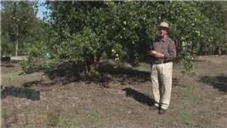 Growing Citrus Fruits : History of Oranges