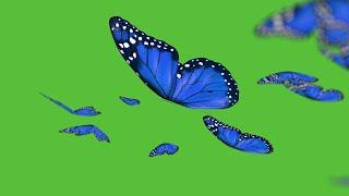 Butterflies flying across Green screen (no copyright, Royalty free)