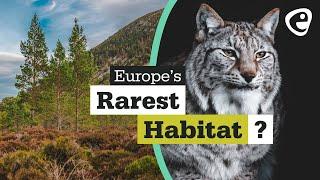 Caledonian Forest - Europe's Rarest habitat?