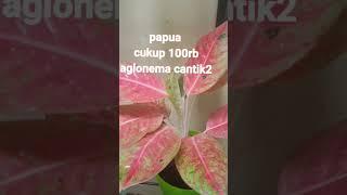 Aglonema doyo baru Sentani Jayapura Papua