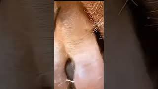 Calf milking #cow #sapi #inek  #cebu #animals #funnyanimals #funny #shorts #cuteanimals #cute #short