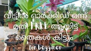 വീട്ടിൽ ഓർക്കിഡ് ഒന്ന് മതി Free ആയിട്ട് തൈ കിട്ടും orchids plants report #dendrobiumcare#najisworld