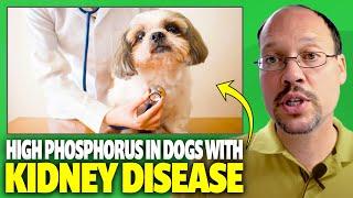 High Phosphorus In Dogs With Kidney Disease. Phosphorus Binder For Pets With CKD. How To Lower It?