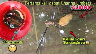 Mancing Channa Limbata dapat limbata Albino/golden limbata, ternyata beneran ada loh!!!