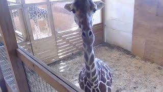 Pregnant woman dresses as giraffe to spoof zoo's live-stream