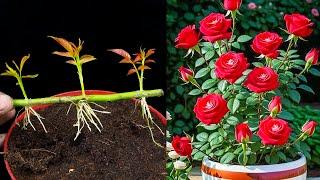 Multiply Your Plants for Free | Rooting Cuttings of Roses: A Plant Propagation