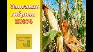 Кукуруза П0074  - описание гибрида , семена в Украине