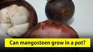 Growing Mangosteen in Pots: The Ultimate Guide | Tips for Cultivating Mangosteen Trees Indoors