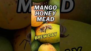 How To Make Hawaiian Mango Honey Mead- Brew Day!