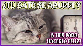 ¿Tu GATO está ABURRIDO en CASA? PRUEBA estas IDEAS para HACERLO más FELIZ - SiamCatChannel