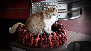 Meet Flame, the Firehouse Cat! | My Cat From Hell