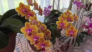 March 2024 Orchid Blooms Tour!  Phalaenopsis Blooms Galore!