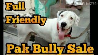 PAKISTANI BULLY ADULT DOG FOR SALE || Sahil Berwer ||