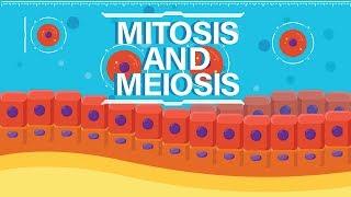 What is Mitosis & Meiosis? | Complete | Animated Explanation