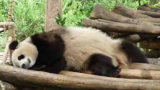 Cute Giant Panda Falling Asleep at China Chengdu Panda Zoo