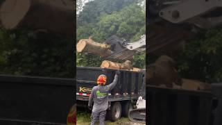 Emergency Tree Service 24/7 | Kenny’s Tree Removal