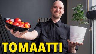 Tomaatin kasvatus - Tarkat ohjeet onnistumiseen