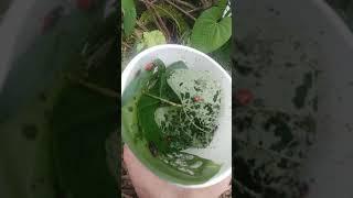 Air potato beetle release