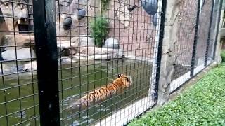 Swimming Tiger (Panthera tigris tigris)