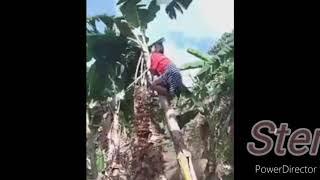 Video asli pisang GOROHO yang lagi Viral