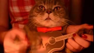 Кот играет на гитаре   Cat plays guitar