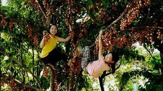 How to harvest wild fruits to sell at the market | Gardening | Minh Daily Harvesting