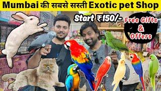 Mumbai Cheapest Pet Wholesale Market 2024 | सबसे सस्ती शॉप | Exotic Birds | Crawford Market Mumbai