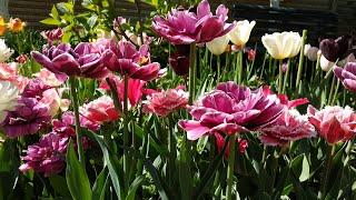 Новые тюльпаны. 40 сортов с названиями
