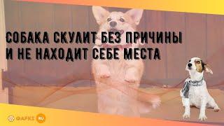 Собака скулит без причины и не находит себе места