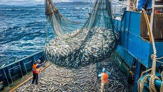 How Fishermen Catch Billions of Sardines Every Day